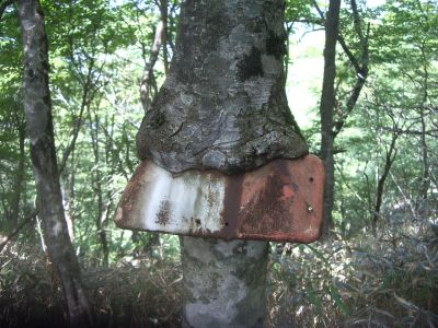 看板を喰らう木