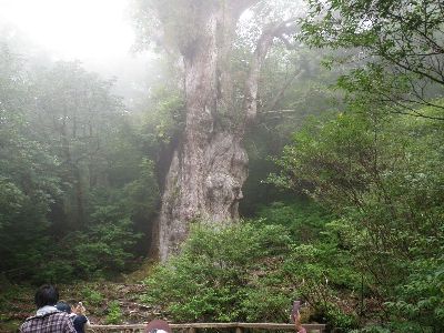 樹齢6千年　縄文杉